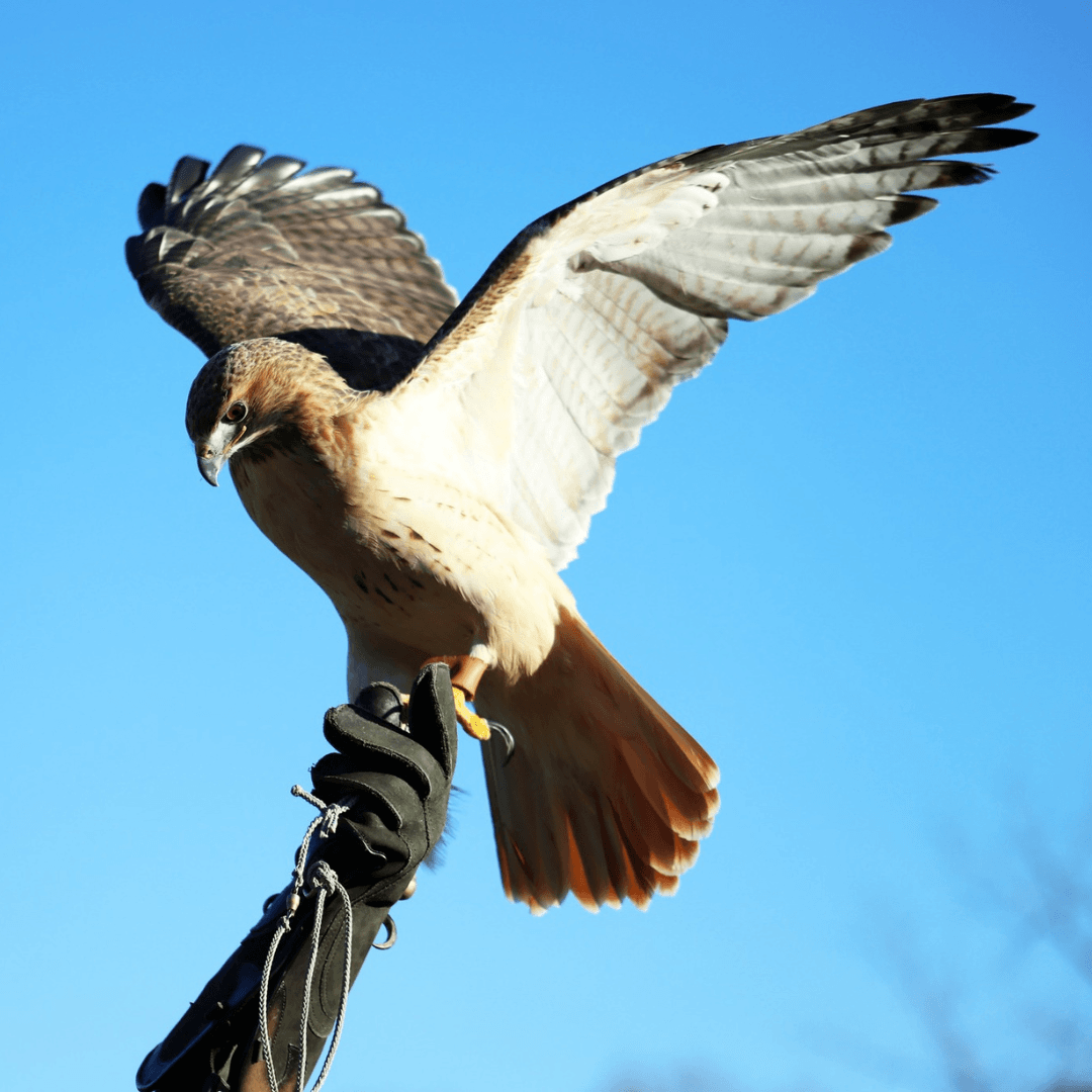 roxxy the mini therapy horse
